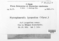 Image of Leiosphaerella lycopodina